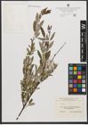 Foto von Salix L.